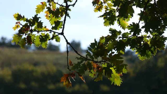 Foglie di quercia in Autunno