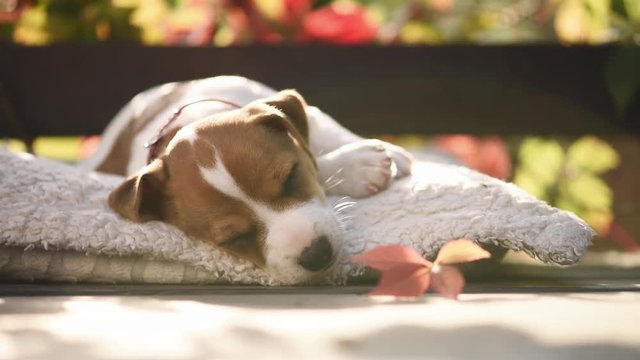 Jack russel terrier puppy sleeping