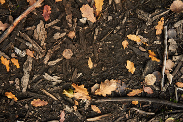 texture of oak leaves and bark on the ground