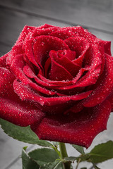 Single red rose with water drops close-up