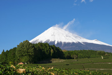 Obraz premium 茶畑から冠雪の富士山を望む