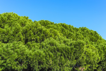 Fototapeta na wymiar Mediterraner Pinienbaum Immergrün