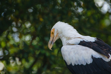 Palm Vulture (Gypohierax angolensis) profile view