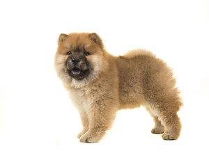 Cute chow chow puppy standing looking at the camera seen from the side