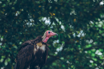  Hooded Vulture (Necrosyrtes monachus) profile view