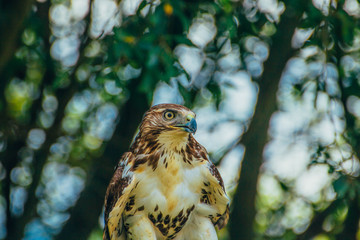 Bird of prey with trees background