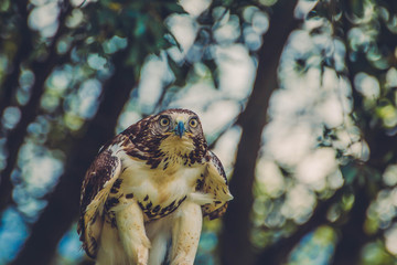 Bird of prey looking to the camera and ready to fly
