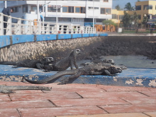 Fototapeta premium Group of Galapagos lizards at the pier at Puerta Ayora