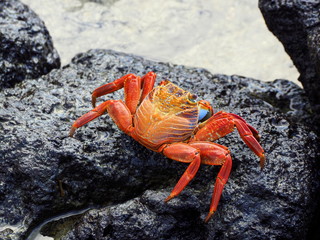 close-up of a galapagos crab at puerta ayora