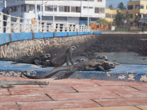 Group of Galapagos lizards at the pier at Puerta Ayora