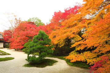 京都南禅寺天授庵の紅葉