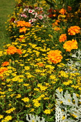 Flowers, central Czech Republic