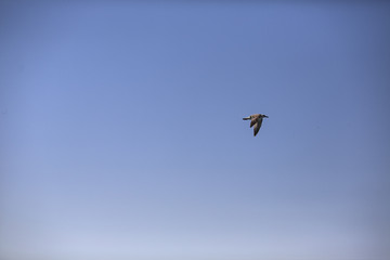 flying seagull on blue sky background