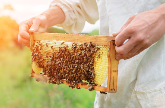 The beekeeper works with bees near the hives. Apiculture.