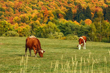 Cows on a meadow in autumn