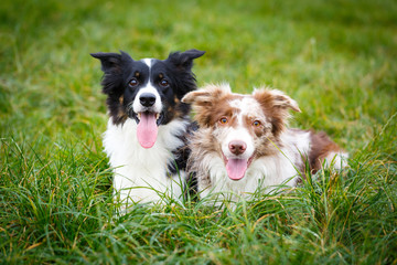 Border Collie in park