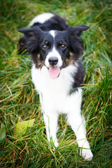 Border Collie in park
