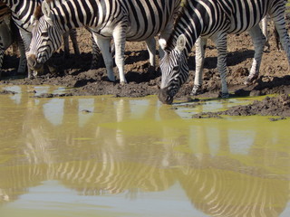 South African wildlife