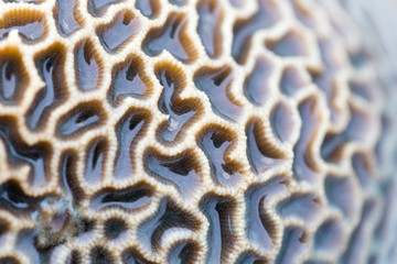 Coral reefs are built from stony corals, which in turn consist of polyps for education in nature.