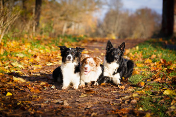 Obraz premium Border Collie in park