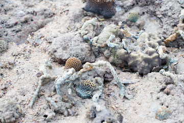 Coral reefs are built from stony corals, which in turn consist of polyps for education in nature.