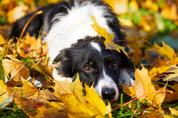 Border Collie in park