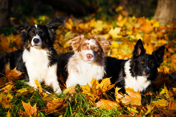 Obraz premium Border Collie in park
