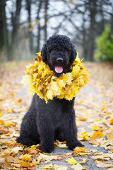 Black russian terrier dog