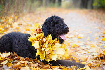 Black russian terrier dog
