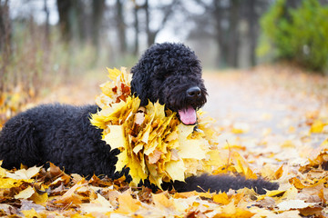 Black russian terrier dog