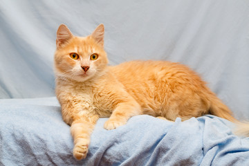 Portrait of red cat