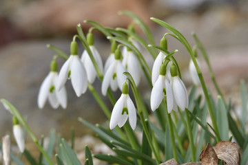 Schneeglöckchen