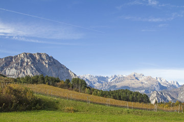 Fototapeta na wymiar Weinfelder vor vor den mächtigen Gipfeln der Brentagrüppe