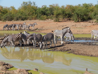 South African wildlife