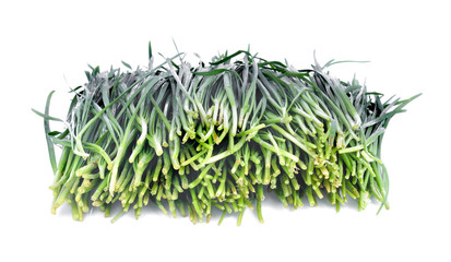 Chinese chives, Garlic chives, Kow Choi