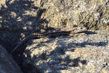 Zauneidechse beim Sonnenbad
