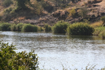 South African wildlife