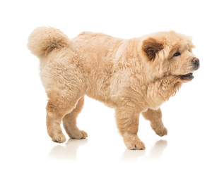 Beige Chow-chow