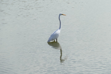 池に立つ白鷺