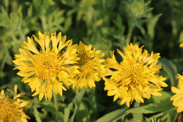 Beautiful Colourful Flower Garden