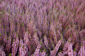 Fototapeta na wymiar Calluna vulgaris. background with flowering heather. 