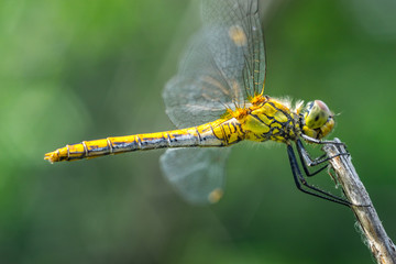 dragonfly on a grass background