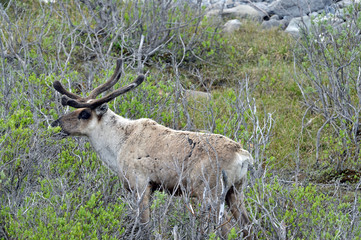 Alaska caribou
