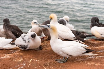 Basstölpel (Morus bassanus oder Sula bassana), Kolonie auf Lummenfelsen der Insel Helgoland, Alttiere und Jungtiere, Nordsee, Schleswig-Holstein, Deutschland, Europa