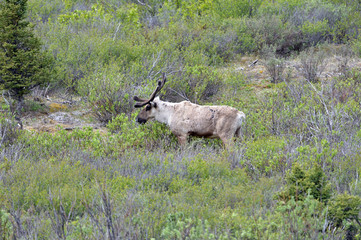Alaska caribou on hill