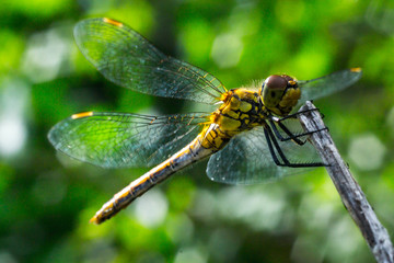 dragonfly on a grass background