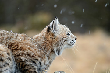 Lynx in the snow