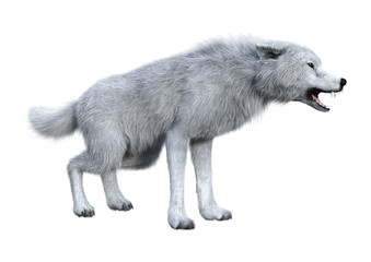 3D Rendering Arctic Wolf on White