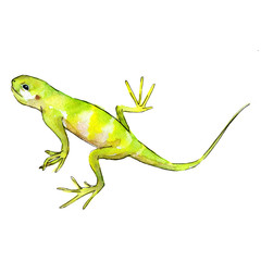 Exotic iguana in a watercolor style isolated. Full name of the reptilian: iguana. Aquarelle exotic reptilian for background, texture, wrapper pattern or tattoo.