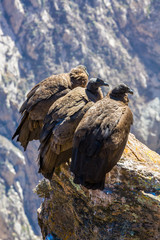Three Condors at Colca canyon sitting,Peru,South America. This is a condor the biggest flying bird...